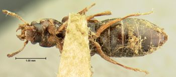 Media type: image;   Entomology 6545 Aspect: habitus ventral view